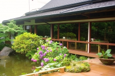 アジサイの花は雨が似合います。画像